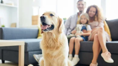 How Pet Insurance Can Support Homeowners: Protecting Your Furry Family Members