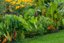 Steps To Keep Your Garden Thriving Year-Round