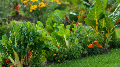 Steps To Keep Your Garden Thriving Year-Round
